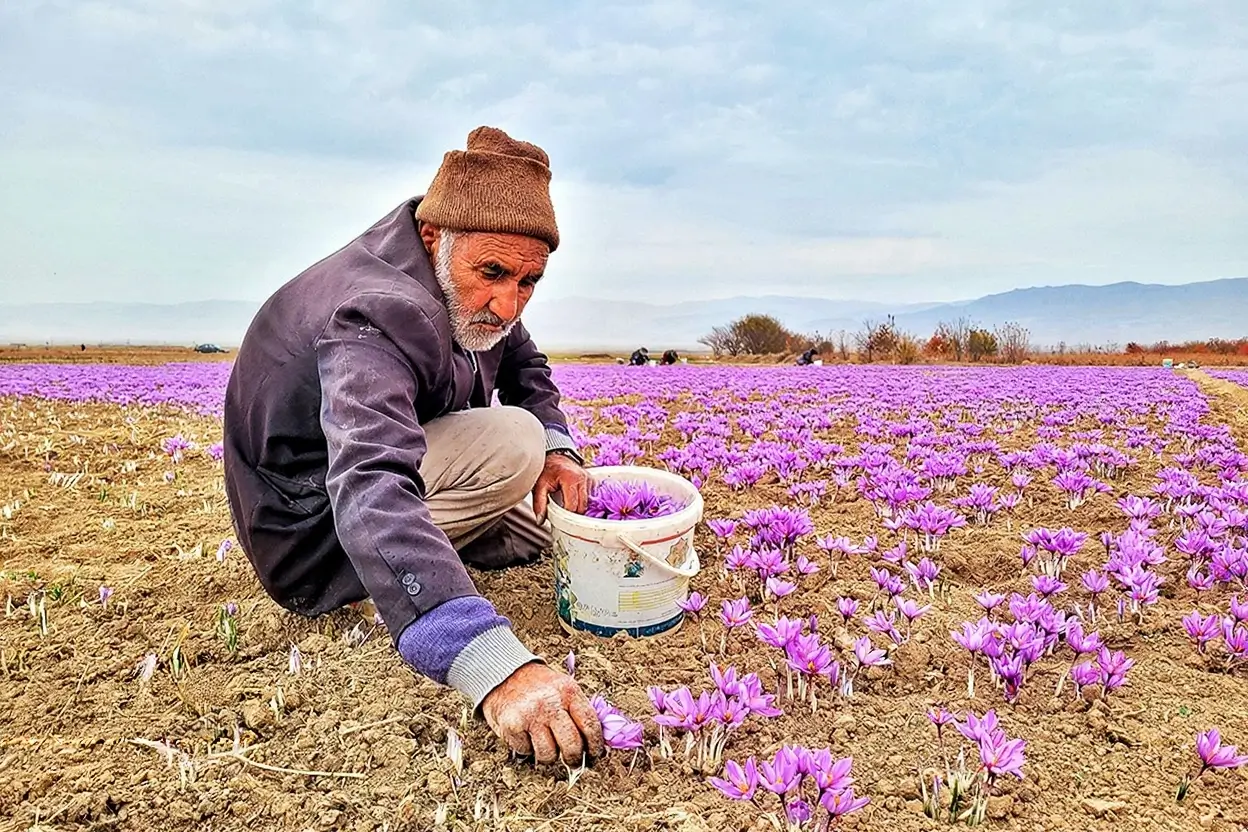 چگونه با خرید زعفران از کشاورزان حمایت کنیم؟